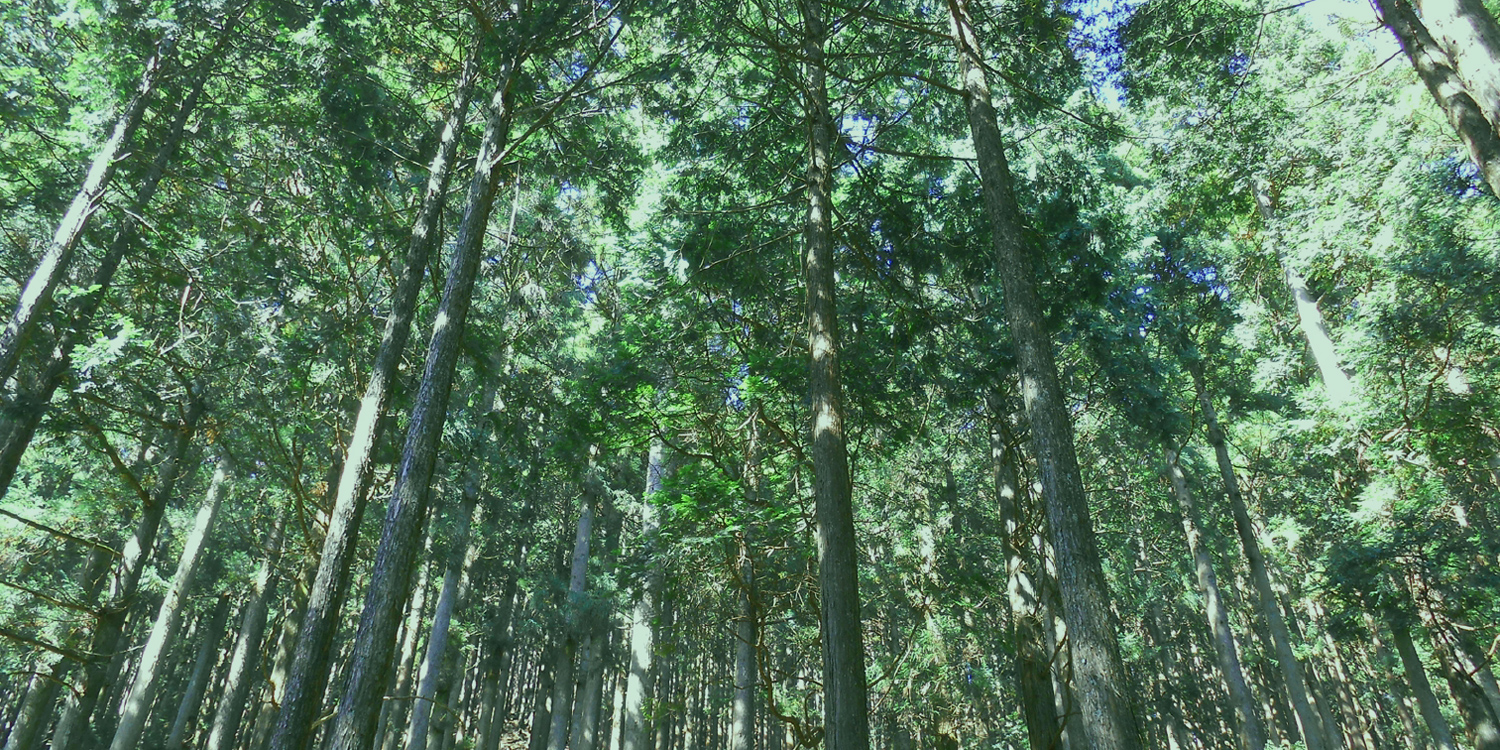 地元の木と暮らす